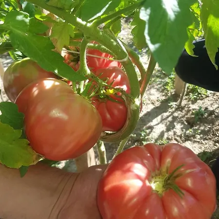 Apartman Travel Rest Bujanovac